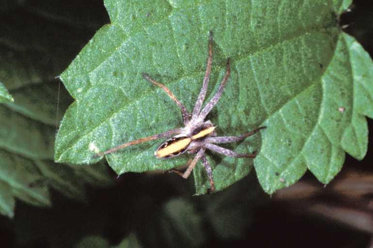 Pisaura_mirabilis_P1169_Z_75_Les Gris_Frankrijk.jpg